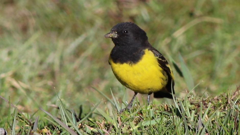 Yellow-rumped Siskin, Guia de Fauna. RutaChile.   - CHILE