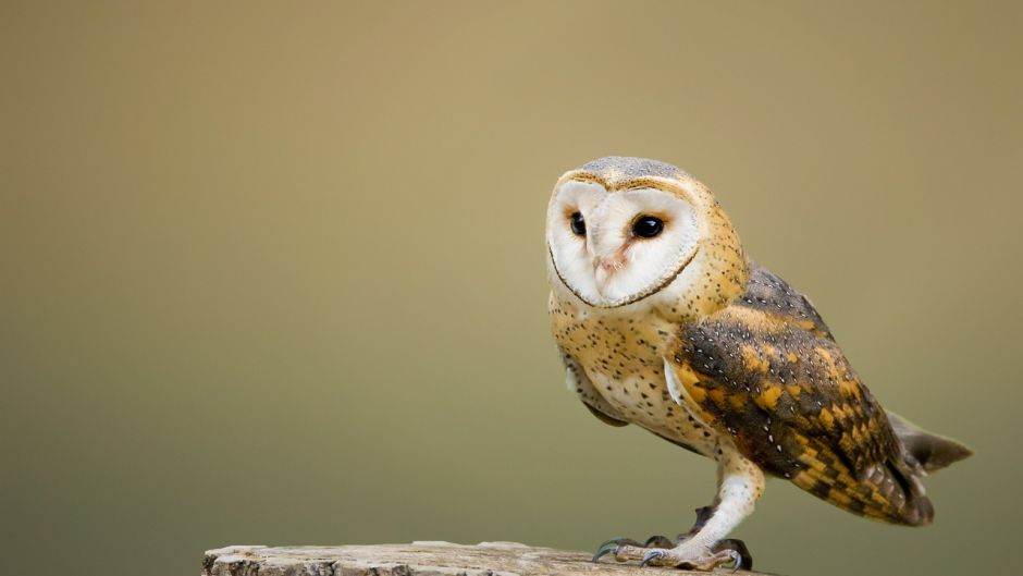 Owl, Guia de Fauna. RutaChile.   - Luxembourg