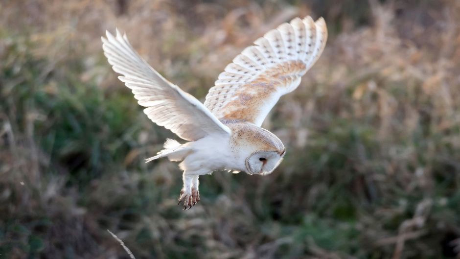 Owl, Guia de Fauna. RutaChile.   - Morocco