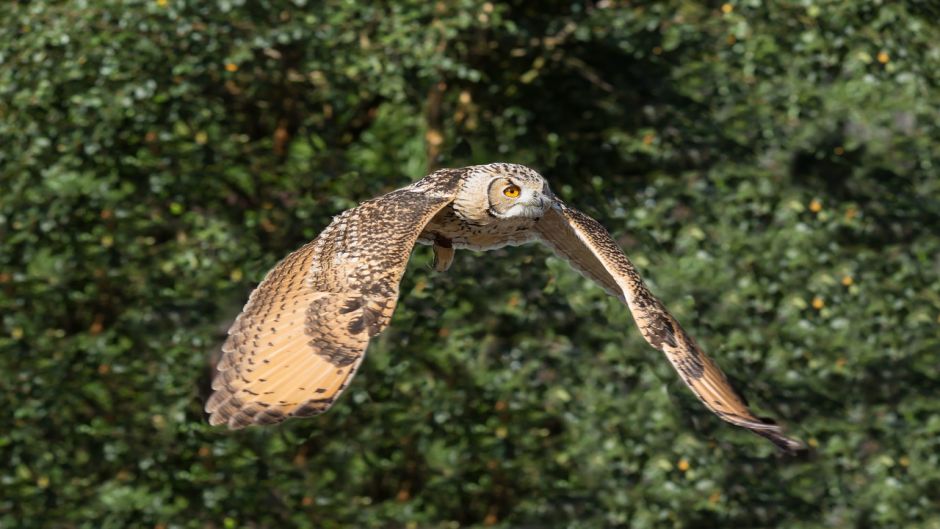 Owl, Guia de Fauna. RutaChile.   - Morocco