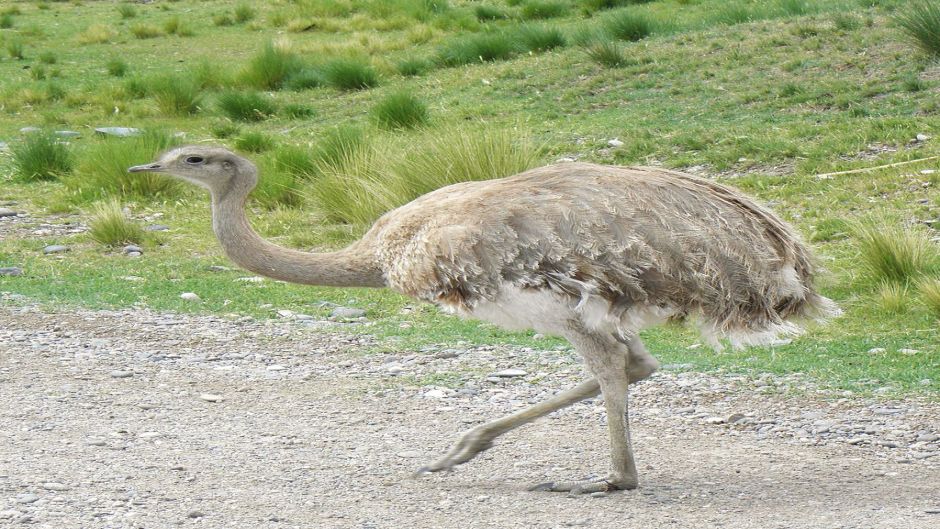 Magellan Ñandu, Guia de Fauna. RutaChile.   - 