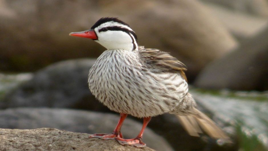 Duck Cutoffs, Guia de Fauna. RutaChile.   - CHILE