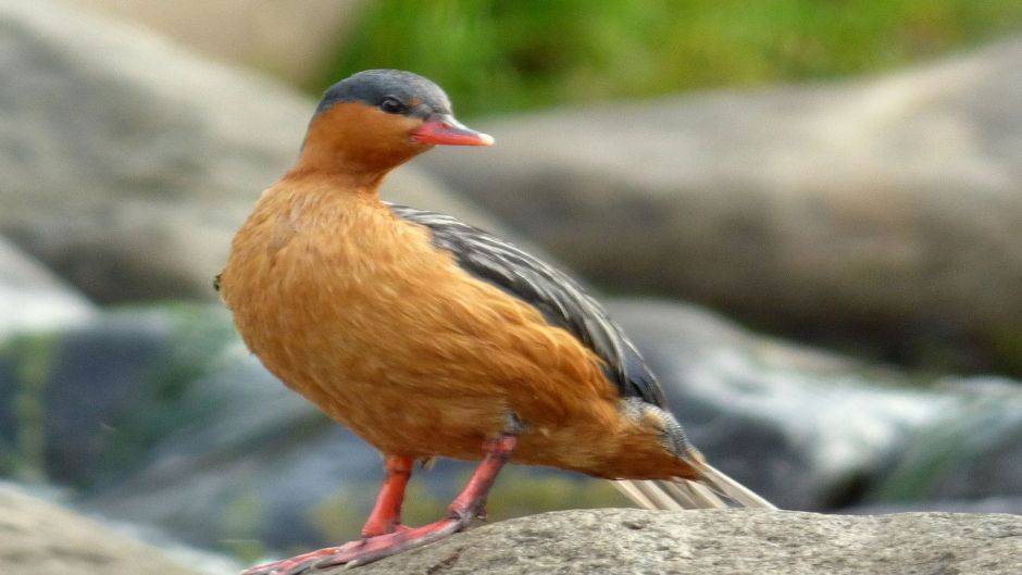 Duck Cutoffs, Guia de Fauna. RutaChile.   - ECUADOR