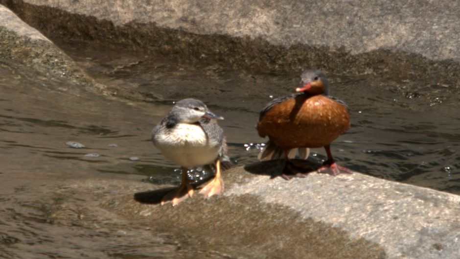 Duck Cutoffs, Guia de Fauna. RutaChile.   - CHILE