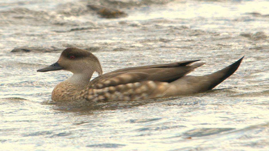 duck Juarjual, Guia de Fauna. RutaChile.   - 