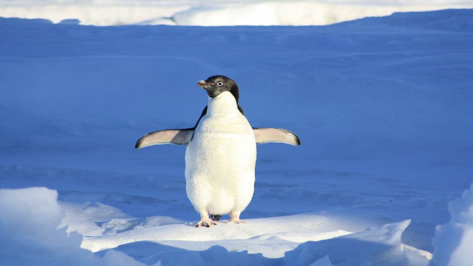 Penguin Adelaide, Guia de Fauna. RutaChile.   - 