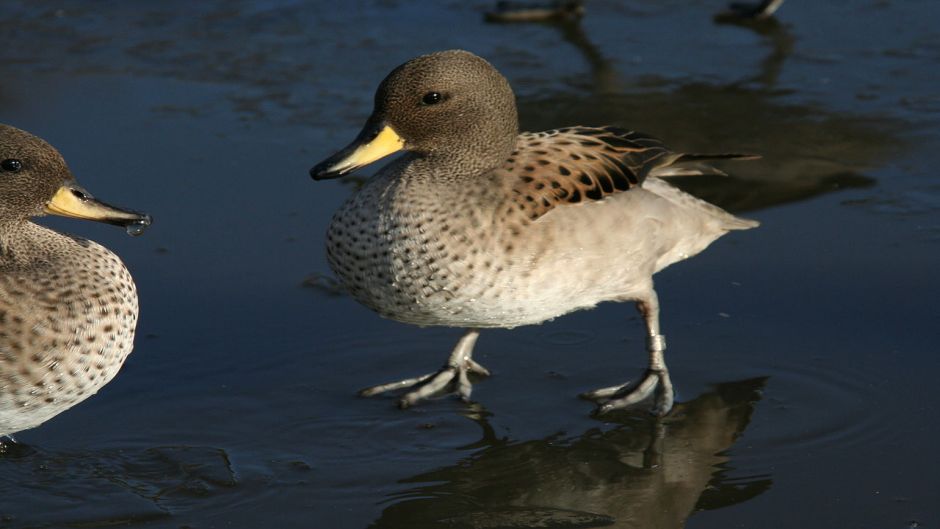 Duck jergon Small, Guia de Fauna. RutaChile.   - Uruguay