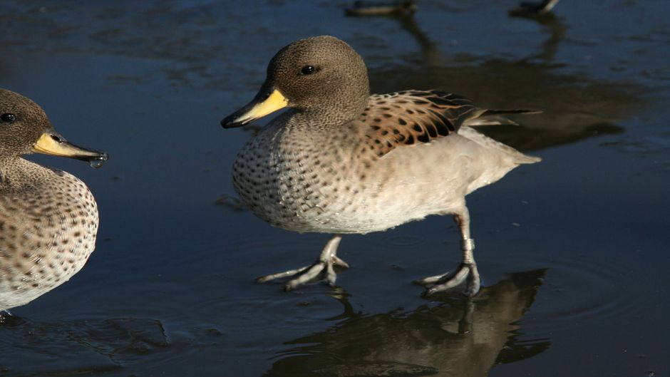 Duck jergon Small, Guia de Fauna. RutaChile.   - 