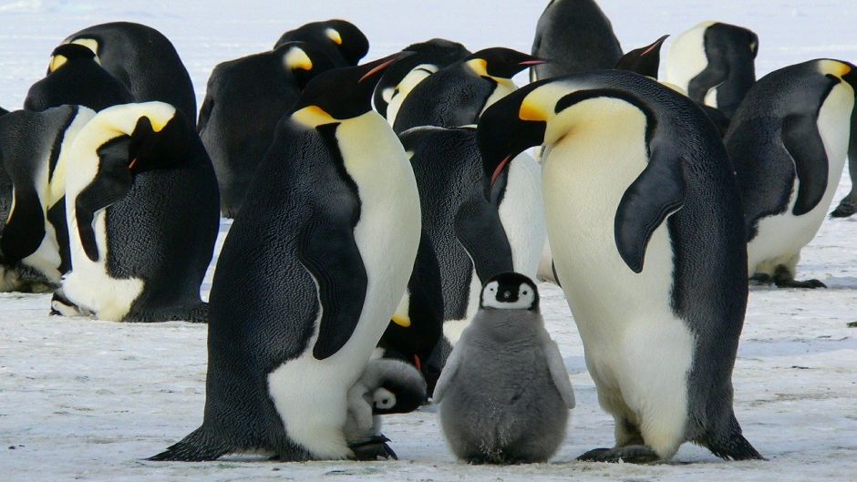Emperor penguin, Guia de Fauna. RutaChile.   - 