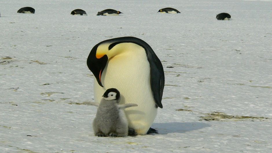 Emperor penguin, Guia de Fauna. RutaChile.   - CHILE