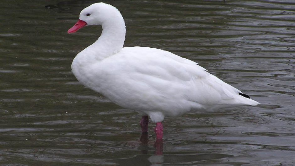 Coscoroba Swan, Guia de Fauna. RutaChile.   - 