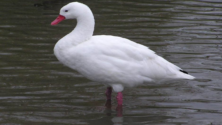 Coscoroba Swan, Guia de Fauna. RutaChile.   - ARGENTINA