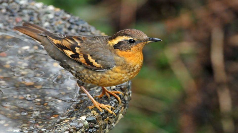 Varied Thrush.   - UNITED STATES