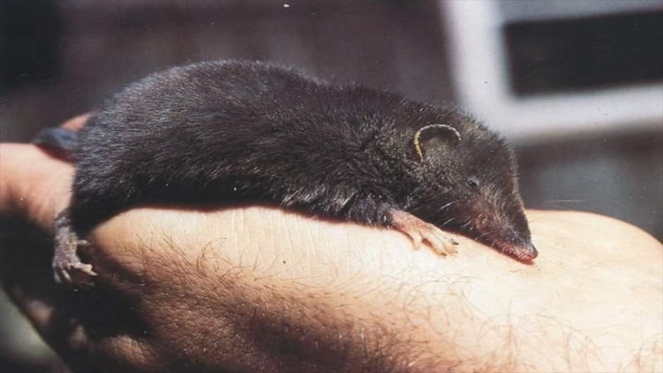 opossum trompuda, Guia de Fauna. RutaChile.   - ARGENTINA