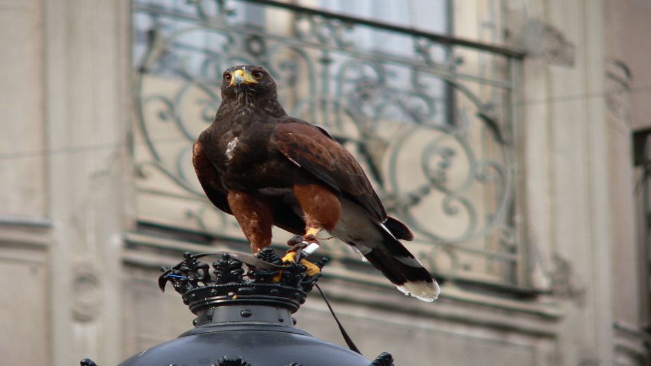 Harris Hawk, Guia de Fauna. RutaChile.   - Uruguay