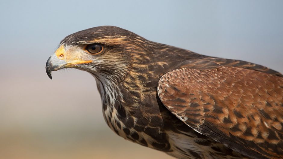 Harris Hawk, Guia de Fauna. RutaChile.   - PERU