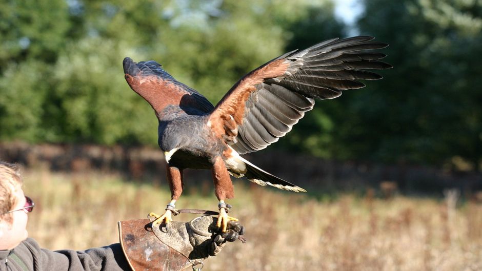 Harris Hawk, Guia de Fauna. RutaChile.   - CHILE