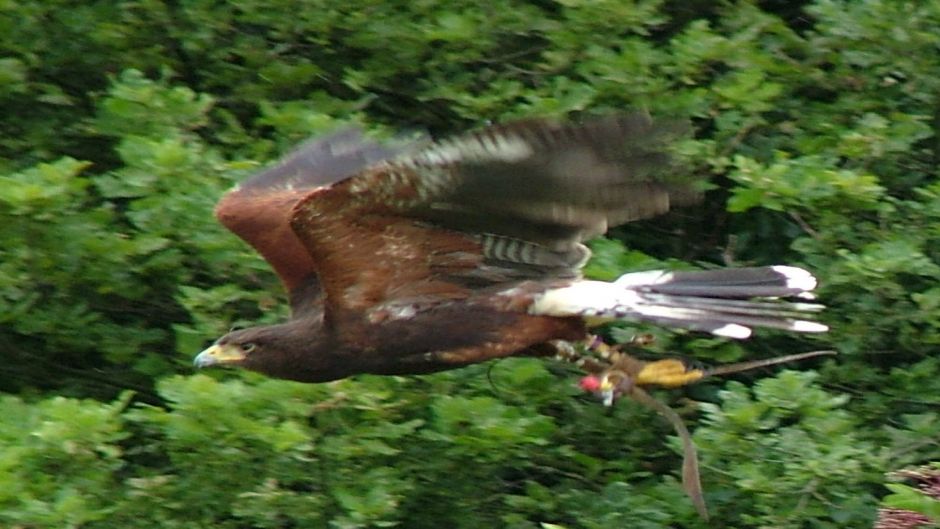 Harris Hawk, Guia de Fauna. RutaChile.   - CHILE