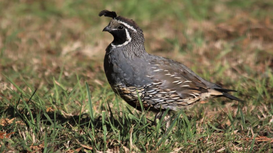 Quail, Guia de Fauna. RutaChile.   - 