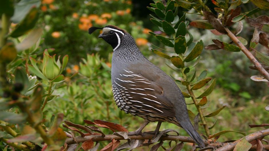 Quail, Guia de Fauna. RutaChile.   - NORWAY