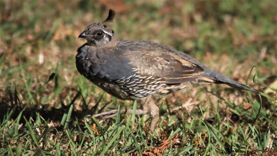 Quail, Guia de Fauna. RutaChile.   - BRAZIL