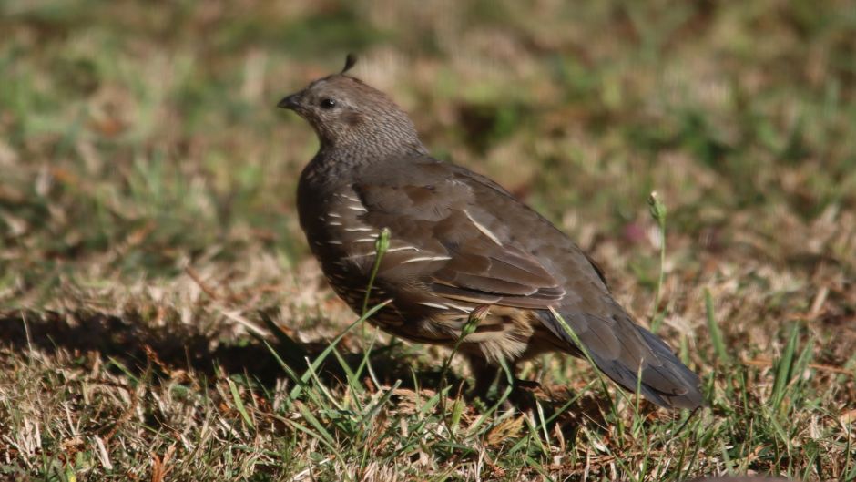 Quail, Guia de Fauna. RutaChile.   - GERMANY