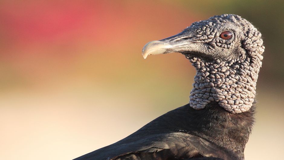 Black-headed vulture, Guia de Fauna. RutaChile.   - Mexico