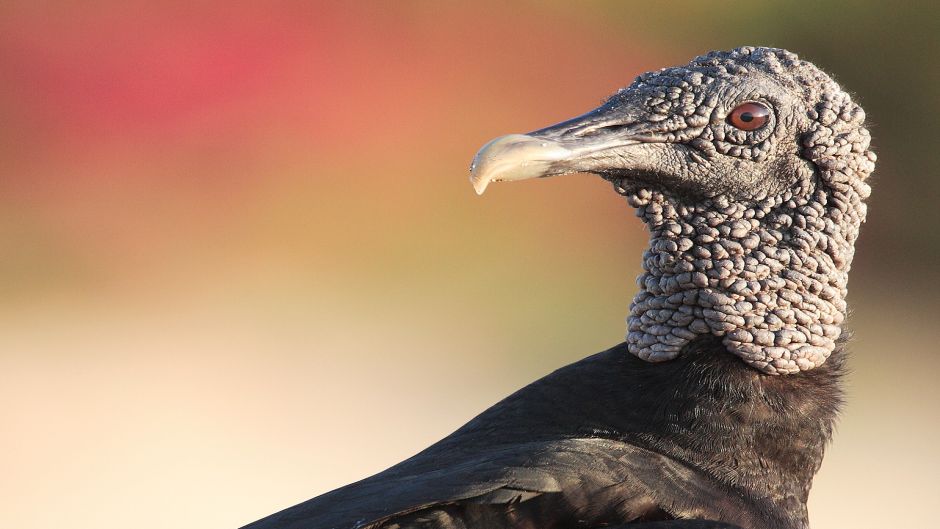 Black-headed vulture, Guia de Fauna. RutaChile.   - Paraguay