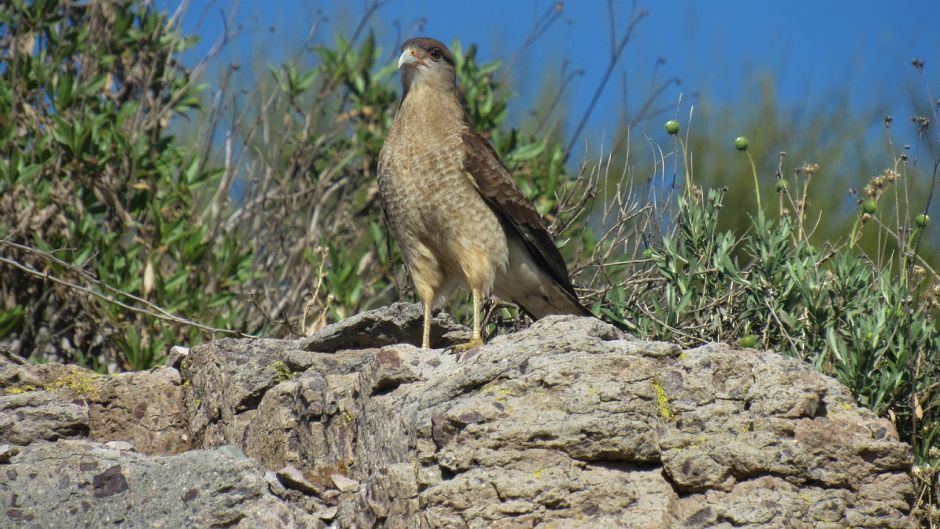 Tiuque, Guia de Fauna. RutaChile.   - Uruguay