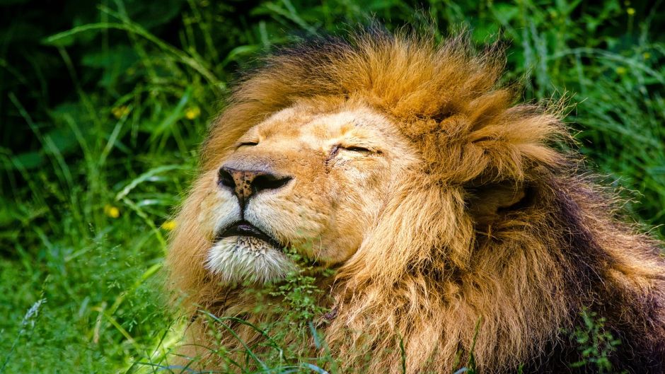 Lion, Guia de Fauna. RutaChile.   - CONGO