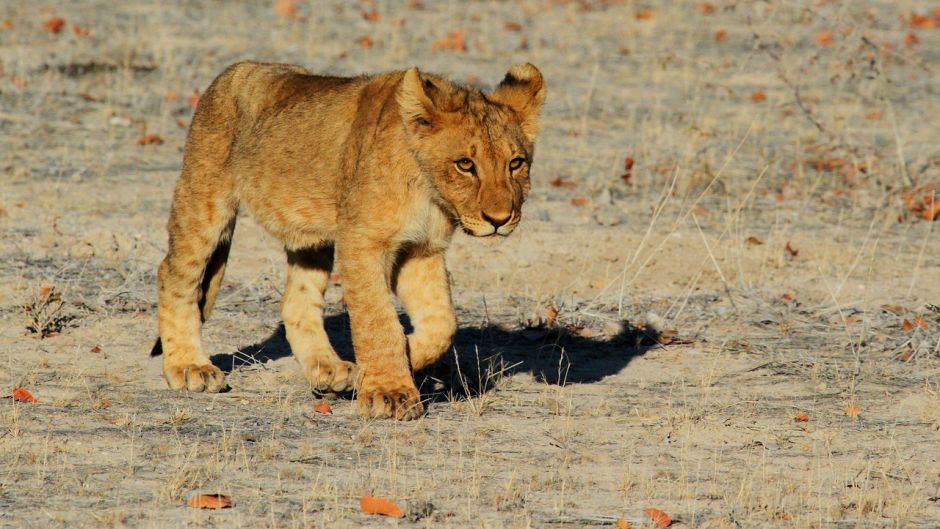 Lion, Guia de Fauna. RutaChile.   - India