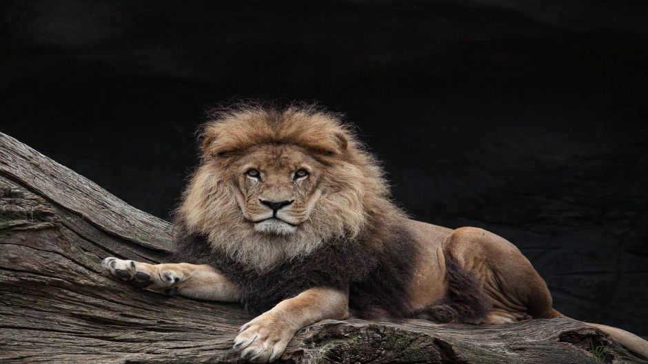 Lion, Guia de Fauna. RutaChile.   - CONGO