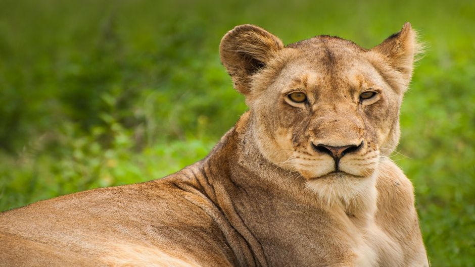 Lion, Guia de Fauna. RutaChile.   - South Africa