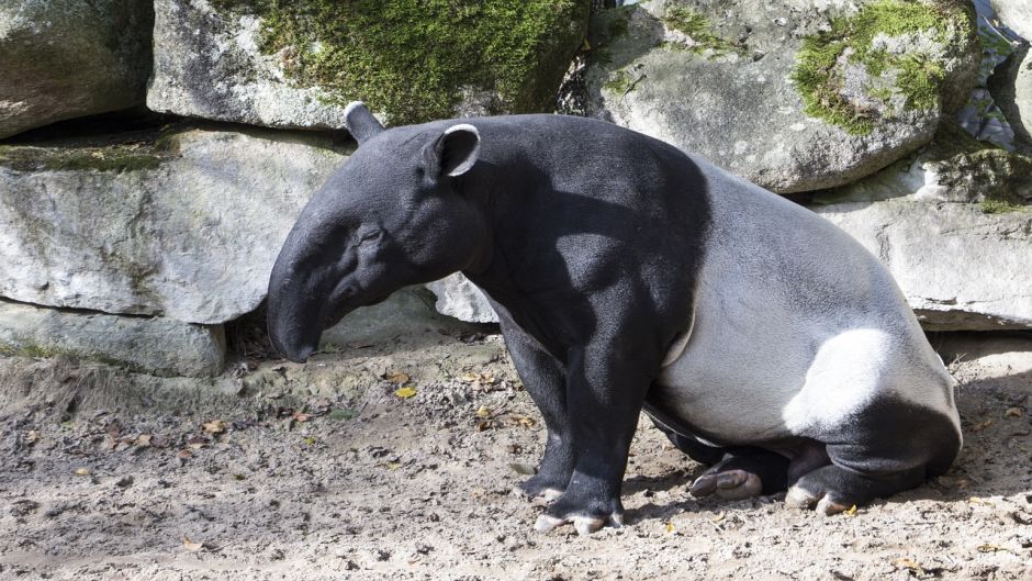 Tapir, Guia de Fauna. RutaChile.   - PERU