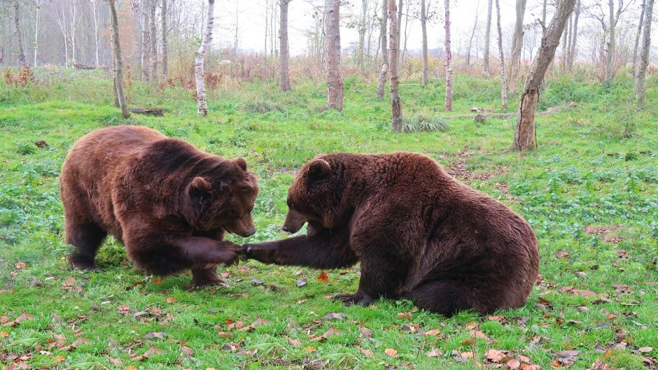 Brown Bear .   - ROMANIA