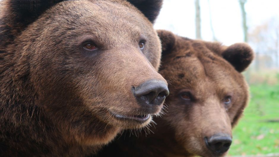 Brown Bear .   - Ukraine
