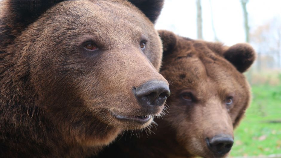 Brown Bear .   - ROMANIA