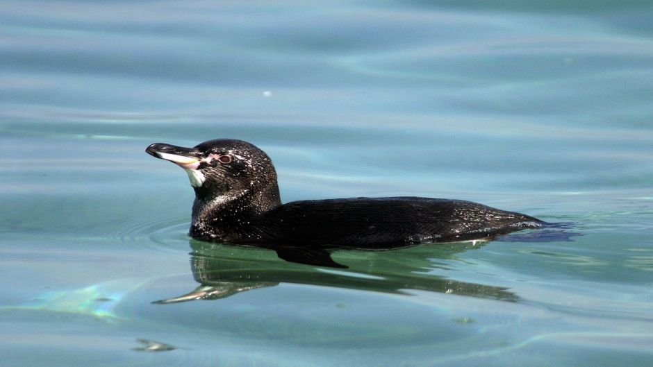 Penguin of the Galápagos, Guia de Fauna. RutaChile.   - 