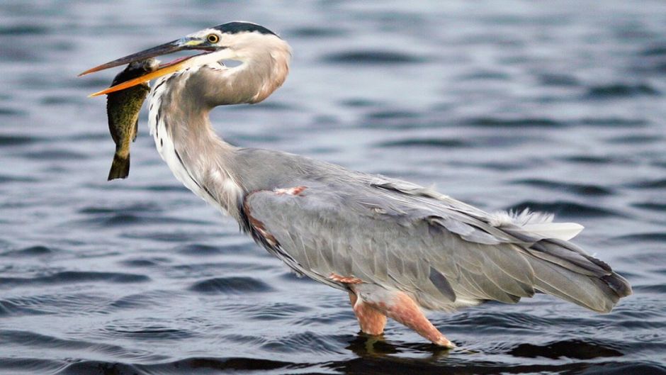 Gray heron, Guia de Fauna. RutaChile.   - 