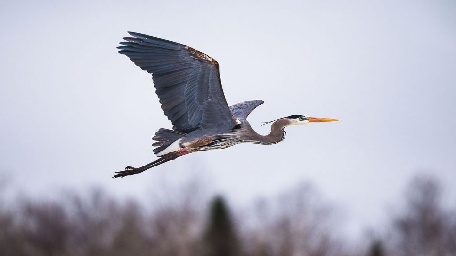 Gray heron, Guia de Fauna. RutaChile.   - CANADA