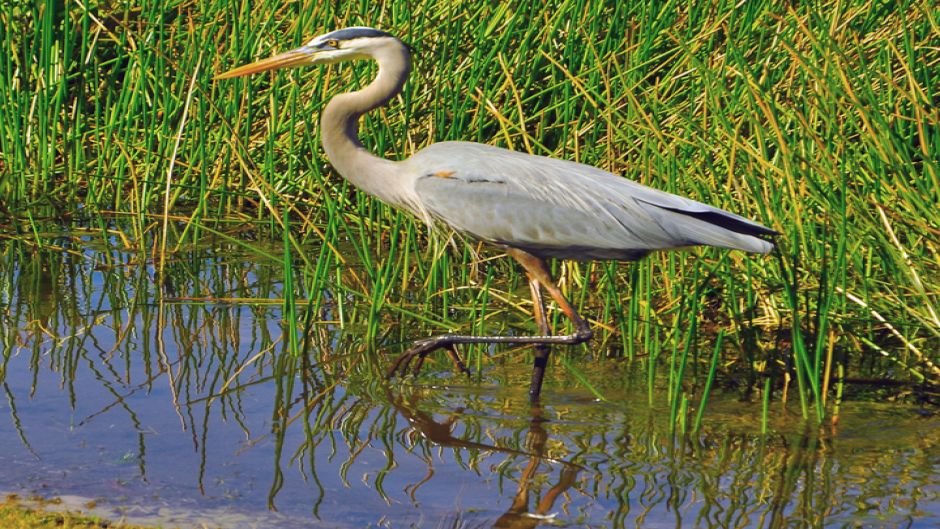 Gray heron, Guia de Fauna. RutaChile.   - 