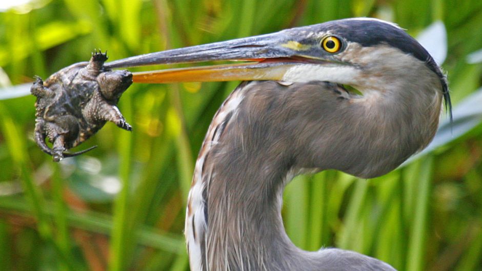 Gray heron, Guia de Fauna. RutaChile.   - Venezuela