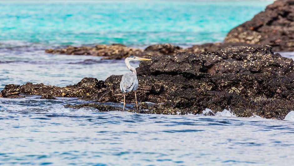 Gray heron, Guia de Fauna. RutaChile.   - ECUADOR