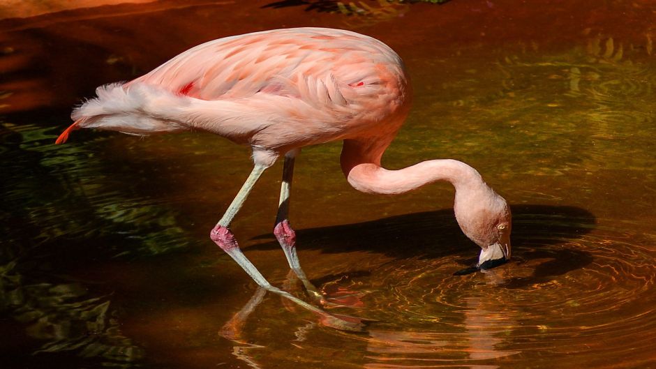 Chilean Flamenco, Guia de Fauna. RutaChile.   - ECUADOR