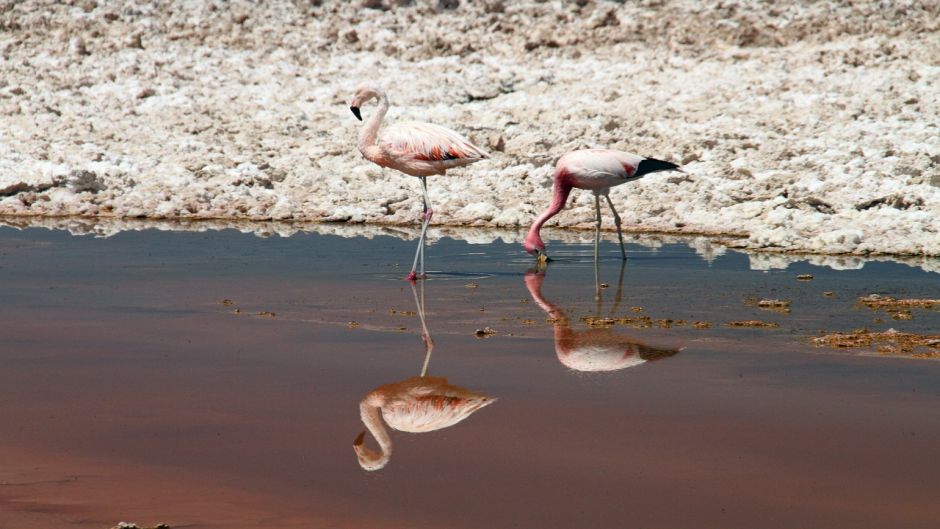 Chilean Flamenco, Guia de Fauna. RutaChile.   - CHILE