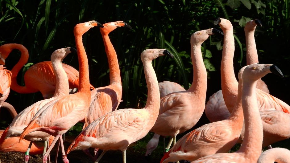 Chilean Flamenco, Guia de Fauna. RutaChile.   - 