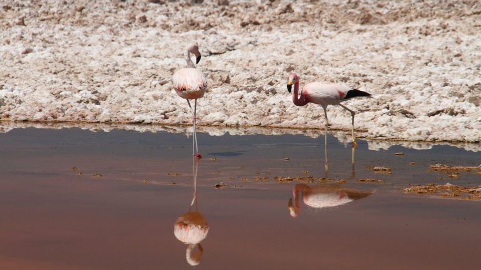 Chilean Flamenco, Guia de Fauna. RutaChile.   - BOLIVIA