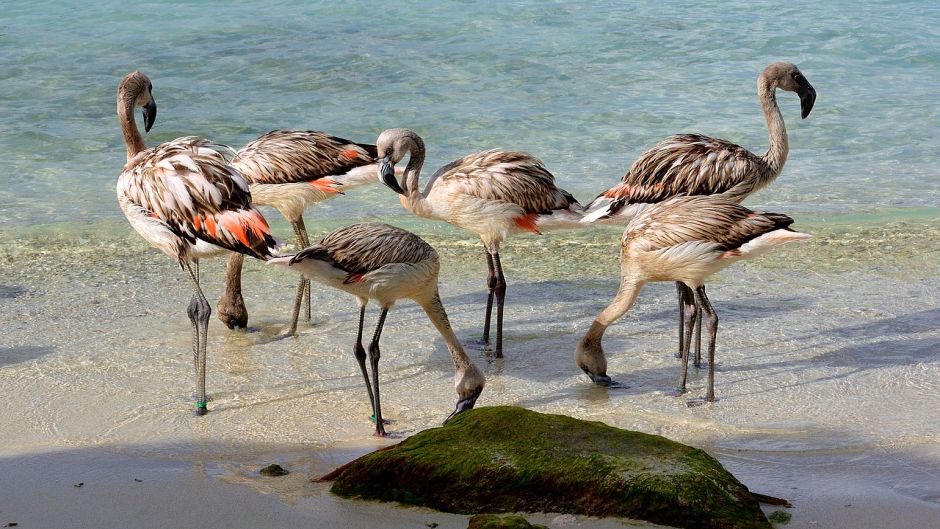 Chilean Flamenco, Guia de Fauna. RutaChile.   - 