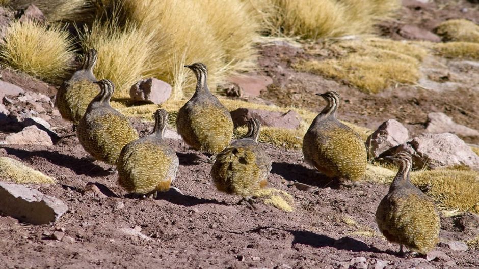 Puna Partridge, Guia de Fauna. RutaChile.   - BOLIVIA