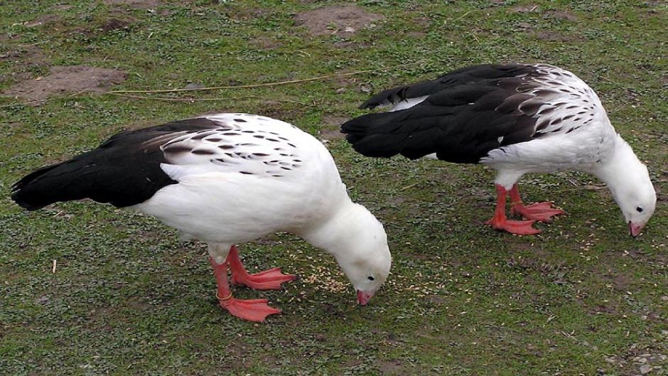 Andean Goose, Guia de Fauna. RutaChile.   - CHILE